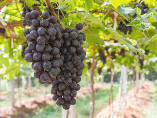 Red Grapes on the vine