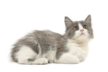 Grey and white kitten
