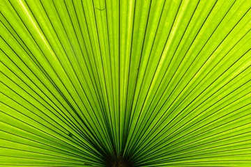 Crédence de cuisine en verre imprimé Psychédélique Texture de feuille de palmier vert