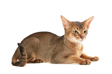 Abyssinian cat