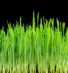Fototapeta na wymiar Young juicy green sprouts of the wheat on black background