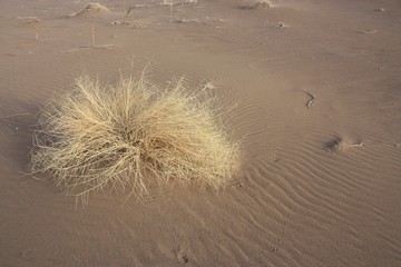 Dunes dans le désert iranien