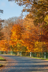 Herbstlandschaft am Strassenrand
