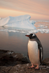 Gentoo penguin at sunset.