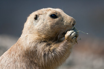 Close-up of a North American Prairie Dog eating grass