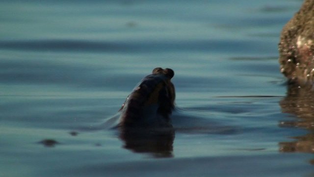 mudskipper turnaround