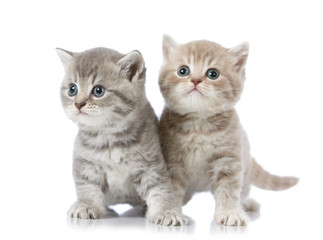 five weeks old british short hair kitten © Mara Zemgaliete