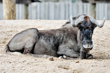 Black wildebeest