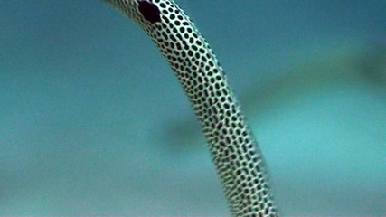 Garden eel close up