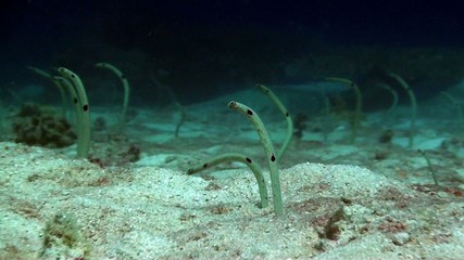 Garden eel zoom
