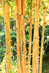 golden bamboo
