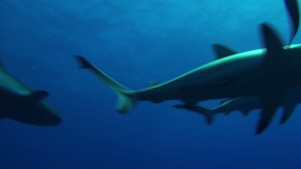 Reef sharks