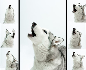 siberian husky  sings © SL ADV