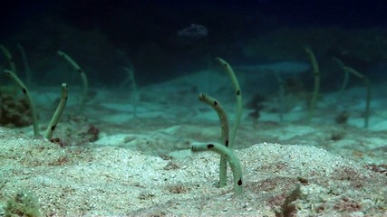 Garden eels wide shot