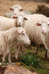 Naklejka na ściany i meble Owce, Sardegna