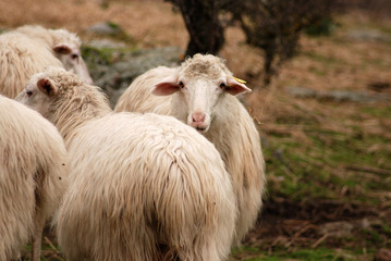 Naklejka premium Sheep, Sardegna