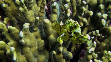 Leafy scorpion fish