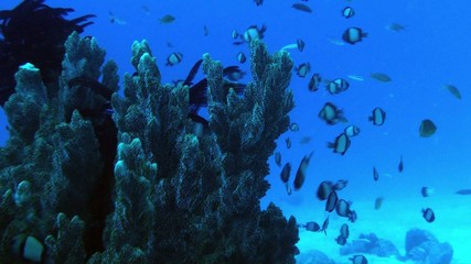 Reef fish