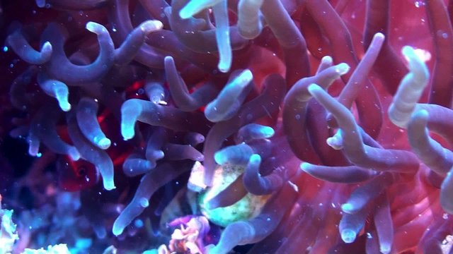 red anemone