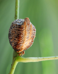 Mantis egg case or Ootheca laid on the vine (macro)