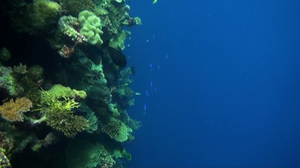 reef wall