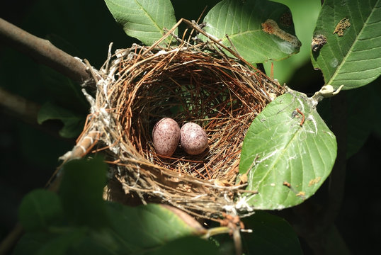 Nest and eggs 4