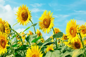 Crédence de cuisine en verre imprimé Tournesol ひまわり畑