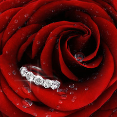 Red rose with diamond ring closeup
