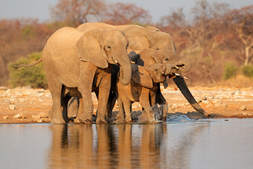 Elephants drinking water, Etosha N/P