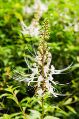 Obraz premium Orthosiphon Stamineus, Kind ofThailand Herbs