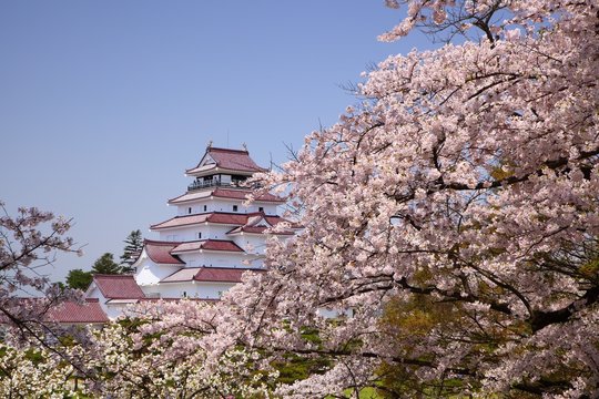 Aizuwakamatsu Castle and cherry blossom,Fukushima, Japan