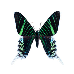 Fototapeta premium Papillon sur fond blanc en haute définition