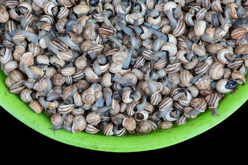 snails for sale