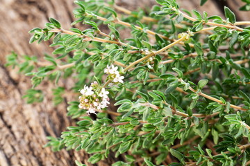 Thyme herb.