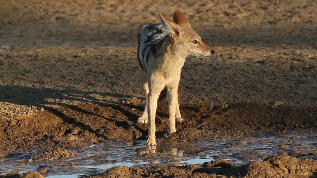Black-backed Jackal drinking water, Kalahari desert