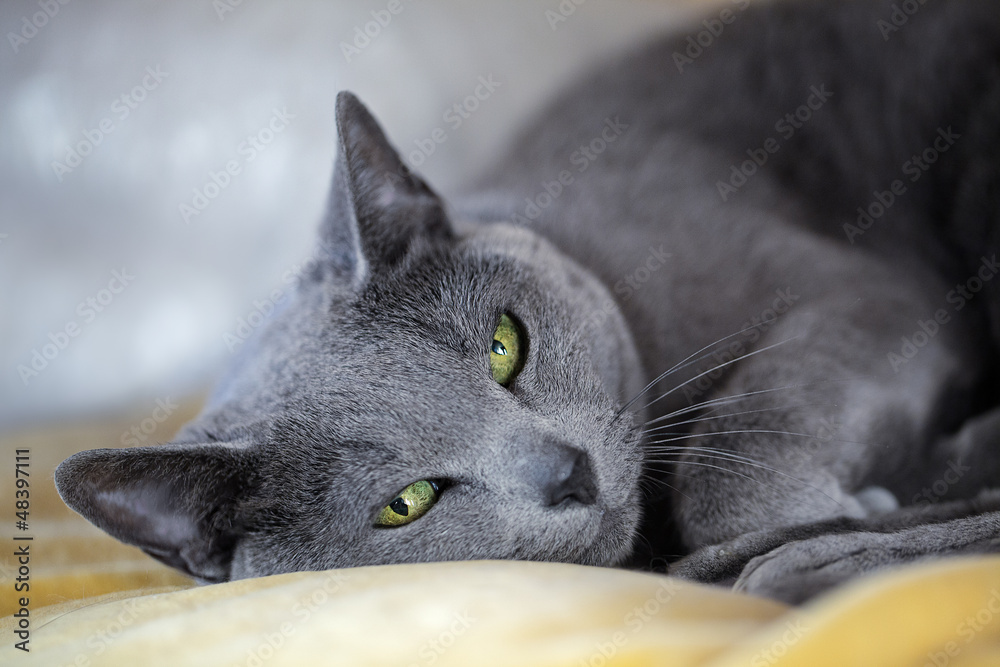 Wall mural Russian blue Cat