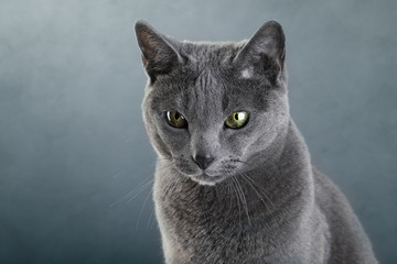 Russian blue Cat