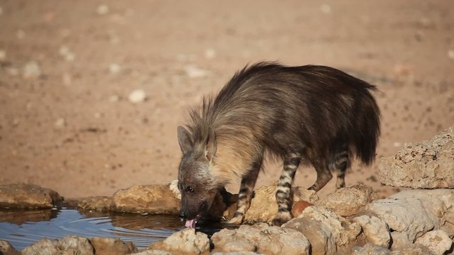 Brown hyena drinking water, Kalahari desert