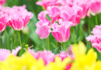 Obraz na płótnie Canvas Tulip flower field