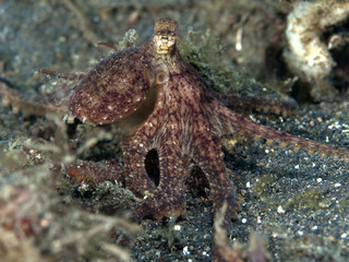 Longarm octopus