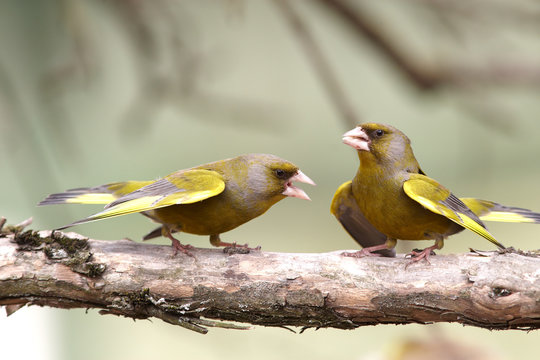 Two greenfinch male
