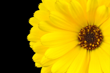 Yellow gerbera marigold flower isolated on black