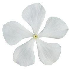 Fototapeta na wymiar Biały Barwinek kwiat na białym tle