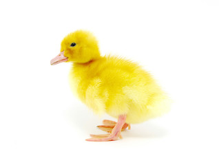 yellow duck