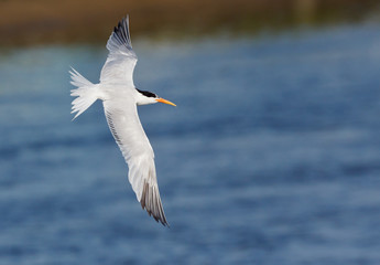 Fototapeta na wymiar Elegant Tern, Thalasseus elegans, in flight over water
