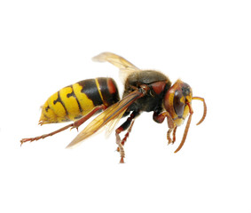 hornet