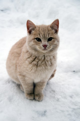Fototapeta na wymiar kot na śniegu