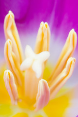 Fototapeta premium pink tulip