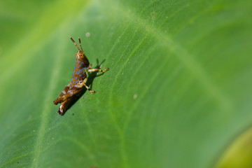 grasshopper on leaves