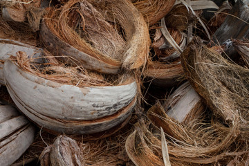 Tropical Coconut dry Shell and fiber peel for coconut milk. close up Island summer plant brown color.